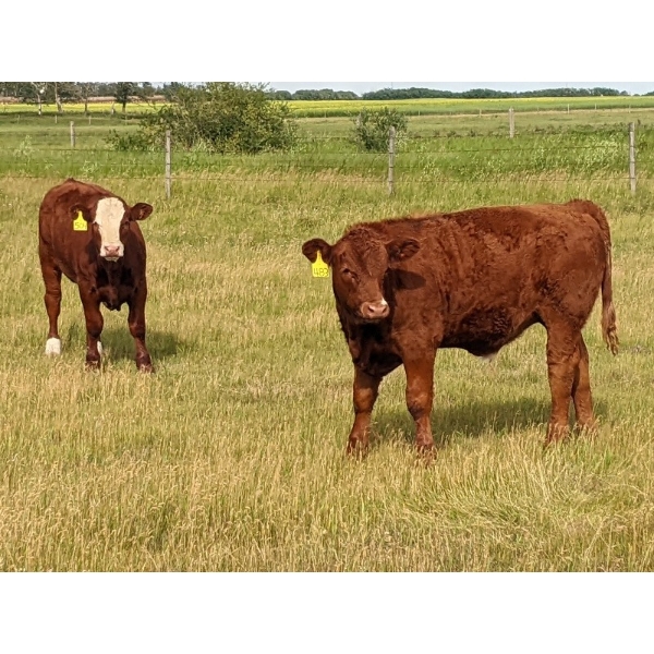 Erskine Farming Co. - 780# October Delivery Steer Calves - 147 Head (Erskine, AB)