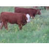 Image 17 : Storle Farms Ltd. - 630# October Delivery Steer Calves - 88 Head (Lake Alma, SK)