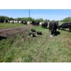 Image 6 : Cluny Colony - 815# October Delivery Weaned Steers - 70 Head (Cluny, AB)