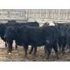 Image 10 : Echo Springs Ranching  - 735# February Delivery Heifers - 34 Head (Granum, AB)