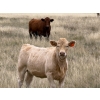 Image 3 : Jean Lamson - 575# October Delivery Heifer Calves - 100 Head (Hanna, AB)