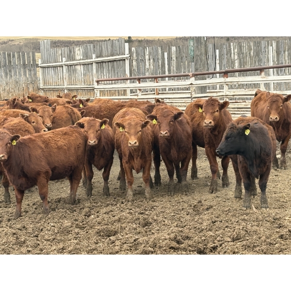Lobo Ranching Ltd. - 763# May Delivery Heifers - 42 Head (Madden, AB)