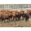Image 1 : Lobo Ranching Ltd. - 763# May Delivery Heifers - 42 Head (Madden, AB)