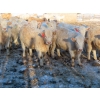 Image 3 : Munro Farms - 830# March Delivery Heifers - 75 Head (Kelwood, MB)