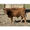 Image 4 : MacMillan Farming Co. - 600# Steer Calves - 90 Head (Cayley, AB) VBP+