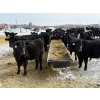 Image 3 : Chris, Debbie & Dwayne Wimmer - 675# March Delivery Steers - 55 Head (Lundar, MB)