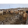 Image 4 : Cattlewood Farms Ltd. - 845# March Delivery Heifers - 76 Head (Vauxhall, AB)