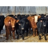 Image 6 : CC Farming Company - 680# January Delivery Heifers - 68 Head (Cayley, AB)
