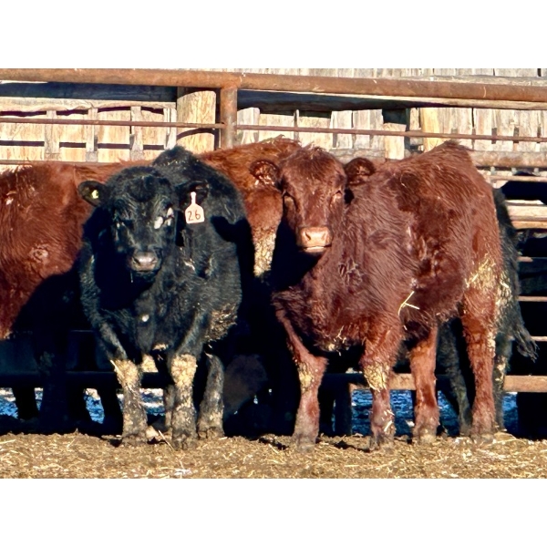 Schunicht Farms - 775# March Delivery Heifers - 155 Head (Strathmore, AB)