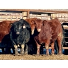 Image 1 : Schunicht Farms - 775# March Delivery Heifers - 155 Head (Strathmore, AB)