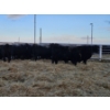Image 4 : Graham Alexander - 2 Black Cows (Pen 402)