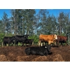 Image 2 : Chris Bartel - 1075# July Delivery Steers - 55 Head (Fort Vermilion, AB)