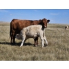 Image 1 : Johnston Ranches - 615# October Delivery Heifer Calves - 75 Head (Hanna, AB)
