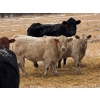 Image 2 : Rosadiuk Ranches - 550# December Delivery Steer Calves - 97 Head (Evansburg, AB)