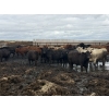 Image 5 : Cromer Cattle Company Inc. - 940# September Delivery Heifers - 64 Head (Cromer, MB)