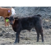 Image 7 : Knapp Farms - 530# October Delivery Steer Calves - 150 Head (Southey, SK)