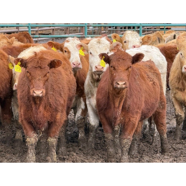 Doerksen Farms - 1000# August Delivery Heifers - 63 Head (Gem, AB)