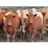 Image 1 : Doerksen Farms - 1000# August Delivery Heifers - 63 Head (Gem, AB)