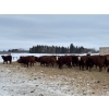 Image 8 : Clayton & Bailey Smith, Austin Hines - 1020# September Delivery Grass Heifers - 300 Head 
