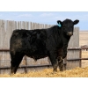Image 14 : 9X Enterprises - 750# April Delivery Steers - 135 Head (Millicent, AB)