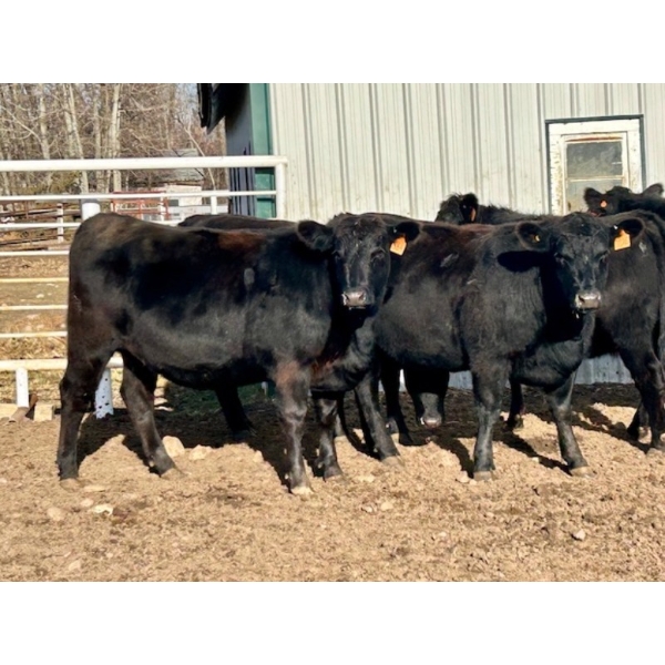 Cornerglen Ranching (Deschamps) - 5 Black Angus X April/May Calving Bred Heifers (Crestomere, AB)