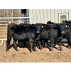 Image 1 : Cornerglen Ranching (Deschamps) - 5 Black Angus X April/May Calving Bred Heifers (Crestomere, AB)
