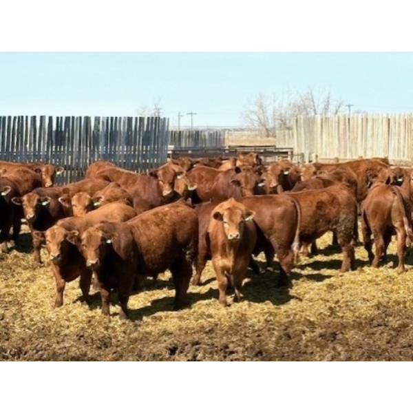 Van Hall Cattle Company Ltd. - 990# April Delivery Steers - 114 Head (Scandia, AB)