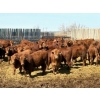 Image 1 : Van Hall Cattle Company Ltd. - 990# April Delivery Steers - 114 Head (Scandia, AB)