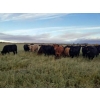 Image 3 : 7L Ranch - 1080# October Delivery Grass Heifers - 54 Head (Lakeland, MB)