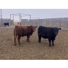 Image 3 : Hawk Ranching - 970# March Delivery Steers - 65 Head (Parkland, AB)