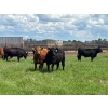 Image 7 : Hines Ranching Co. Ltd. - 28 AI Red X February Calving Bred Heifers (Marwayne, AB)