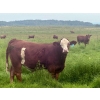 Image 4 : Mullen Land & Cattle Co. - 760# September Delivery Steer Calves - 80 Head (Peers, AB)