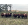 Image 2 : Crisp Ranches - 985# October Delivery Grass Steers - 63 Head (Monitor, AB)