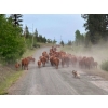 Image 5 : Twin Diamond Ranch - 625# October Delivery Heifer Calves - 30 Head (Logan Lake, BC)