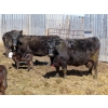 Image 1 : Leib Farm & Ranch Ltd. - 20 Black Angus/Black Angus X Pairs (Southey, SK)