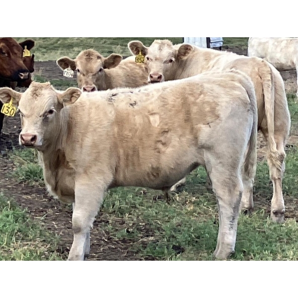 MacMillan Farming Co. - 600# Steer Calves - 90 Head (Cayley, AB) VBP+