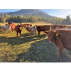 Image 7 : Squaw Valley Ranch - 750# October Delivery Steer Calves - 80 Head (Lumby, BC)