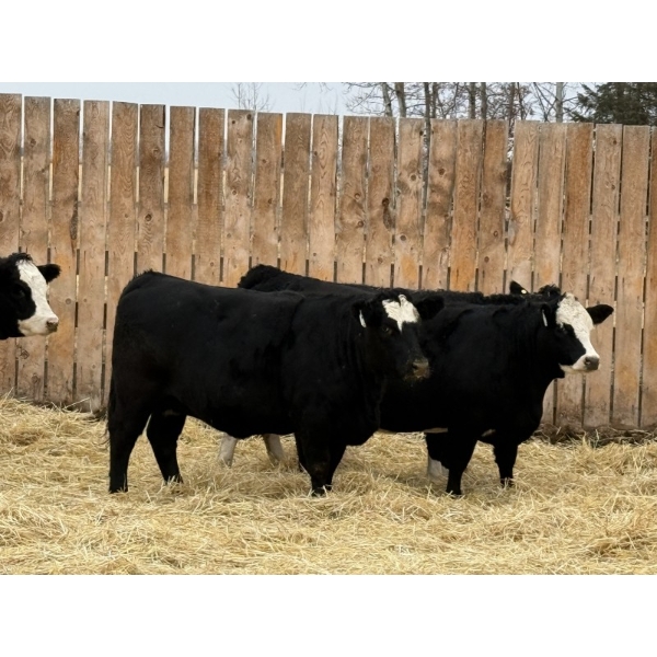 Marcinek Cattle Company - 4 BBF Simm/Angus X Bred Heifers (Condor, AB)