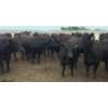 Image 5 : Ripple Rock Ranch - 965# July Delivery Heifers - 210 Head (Fincastle, AB)