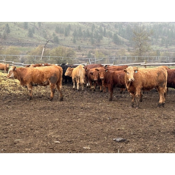 TF Cattle - 860# April Delivery Heifers - 70 Head (Kamloops, BC)