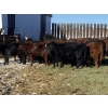Image 6 : Dwayne Nicolay - 620# February Delivery Heifers - 60 Head (Rocky Mountain House, AB)