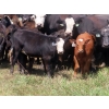 Image 2 : Calvin Rydzik - 525# November Delivery Heifer Calves - 110 Head (Glenavon, SK)