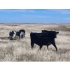 Image 5 : Chance & Grace Peters - 490# Oct/Nov Heifer Calves - 30 Head (Tompkins, SK)