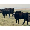 Image 3 : Thurston Newall Farms - 580# Steer Calves - 105 Head (Nightingale, AB)