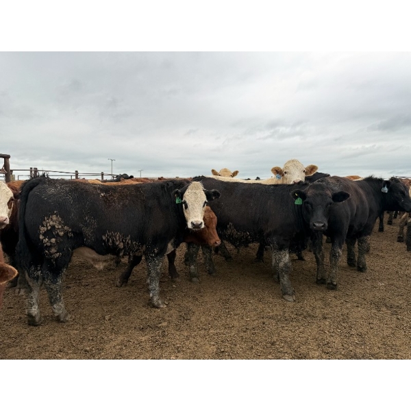 Birch Island Land & Cattle - 1050# June/July Delivery Steers - 114 Head (Rhein, SK)
