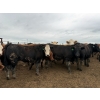 Image 1 : Birch Island Land & Cattle - 1050# June/July Delivery Steers - 114 Head (Rhein, SK)