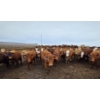 Image 4 : Cattlewood Farms Ltd. - 800# March Delivery Heifers - 215 Head (Stirling, AB)