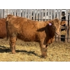 Image 7 : Brandt Boys Beef & Grain - 925# March/April Delivery Heifers - 65 Head (Tolstoi, MB)