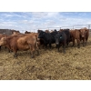 Image 5 : Matt Tees - 850# May Delivery Steers - 65 Head (Lousana, AB)