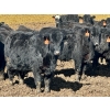 Image 4 : East Hilltop Holdings - 700# April Delivery Steers - 85 Head (Carstairs, AB)